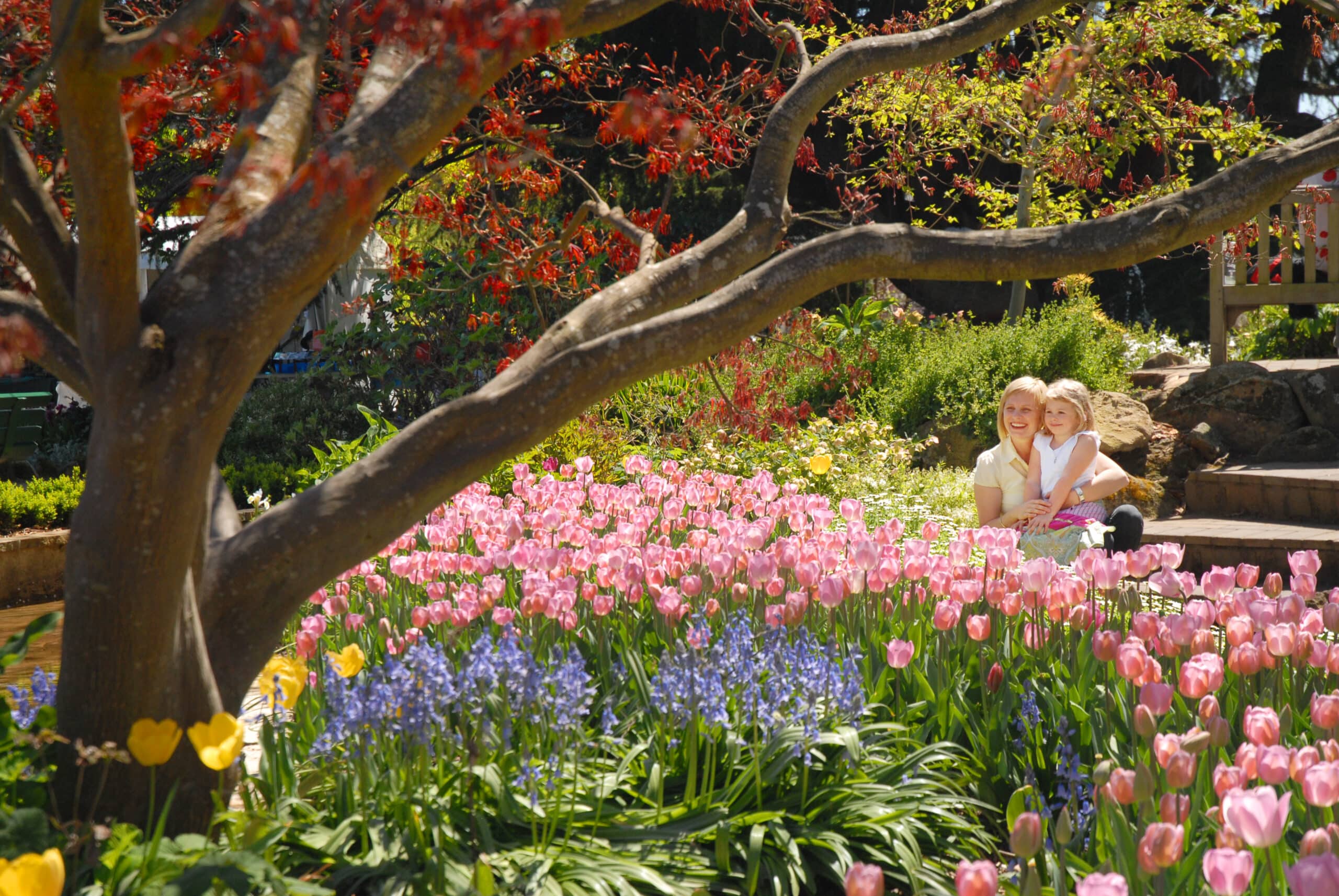 Tulip Time Festival returns to the Southern Highlands this Spring